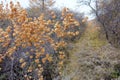 Wizened Humulus lupulus Royalty Free Stock Photo