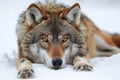 Close-up of a wolf lying in the snow looking at the camera Royalty Free Stock Photo