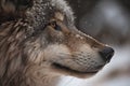 close-up of wolf's snout, with its warm breath visible in the cold air