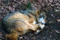 Close-up of a wolf sleeping in the woods Royalty Free Stock Photo