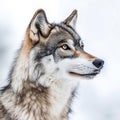 A close up of a wolf in the snow Royalty Free Stock Photo
