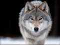 A close up of a wolf in the snow looking at the camera Royalty Free Stock Photo