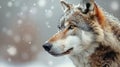 Close-Up of a Wolf in the Snow Royalty Free Stock Photo