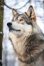 A close up of a wolf in the snow, suitable for nature themes Royalty Free Stock Photo