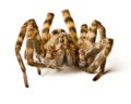 Close up of wolf spider Royalty Free Stock Photo