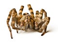 Close up of wolf spider