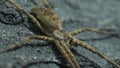 Close up wolf spider on the ground Royalty Free Stock Photo