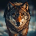 A close up of a wolf standing in the snow Royalty Free Stock Photo