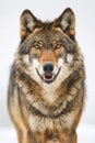 A close up of a wolf standing in the snow. Generative AI Royalty Free Stock Photo