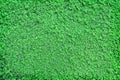 Wolffia globosa or Water Meal , green fresh water algae texture top view for nature plant background Royalty Free Stock Photo