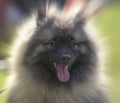 Close up on wolfspitz portrait, blured background Royalty Free Stock Photo