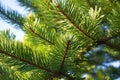 close-up of a wollemi pine in full sunlight