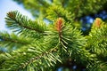 close-up of a wollemi pine in full sunlight