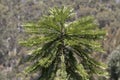 Wollemi Pine Tree Royalty Free Stock Photo