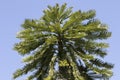 Wollemi Pine Tree Royalty Free Stock Photo
