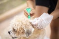 Close up woman applying tick and flea prevention treatment and medicine