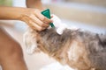 Woman applying tick and flea prevention treatment to her dog Royalty Free Stock Photo