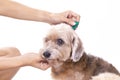 Close up woman applying tick and flea prevention treatment to her dog Royalty Free Stock Photo