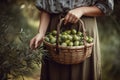 Close-up of woman with casual clothes with hands holding wicker basket full of olives ripe fresh organic vegetables Royalty Free Stock Photo