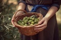 Close-up of woman with casual clothes with hands holding wicker basket full of olives ripe fresh organic vegetables Royalty Free Stock Photo