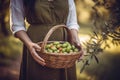 Close-up of woman with casual clothes with hands holding wicker basket full of olives ripe fresh organic vegetables Royalty Free Stock Photo