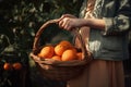 Close-up of woman with casual clothes with hands holding wicker basket full of oranges ripe fresh organic vegetables Royalty Free Stock Photo