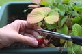 Strawberries in urban orchard Royalty Free Stock Photo