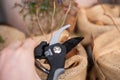 Close-up woman cutting fruit plant with a secateurs during spring, plant pots are wrapped to protect them from the cold Royalty Free Stock Photo