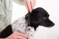 Close-up Of Woman Cutting Hair Of Her Dog Royalty Free Stock Photo