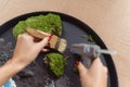 Close up of woman decorator making green ikebana on tray in florist workshop