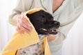 Woman Drying Her Dog With Towel At Home