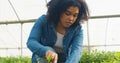 Close up of woman farmer digging in greenhouse tunnels, organic herbs