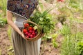 Close-up of a woman farmer holding a basket of vegetables. Horizontal view. Royalty Free Stock Photo