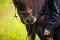 Close-up of woman feeding her arabian horse with snacks in the field Royalty Free Stock Photo