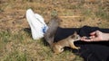 Woman feeds Squirrel with sunflower seeds in city park. Format photo 16x9. Royalty Free Stock Photo