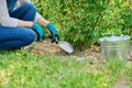 Close-up woman fertilizing rose bush with mineral granular fertilizer