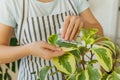 Close-up woman florist hands cleaning peperomia leaves with wet sponge. Springtime to care and watering plants Royalty Free Stock Photo