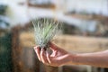 Close up of woman florist holding in hand and spraying air plant tillandsia at garden home/green house. Indoor gardening