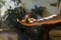 Close up of woman florist holding in her wet hand and spraying air plant Tillandsia at garden home/green house, taking care of