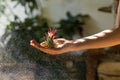 Close up of woman florist holding in her wet hand and spraying air plant Tillandsia at garden home/greenhouse during the heating