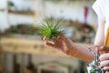 Close up of woman florist spraying air plant tillandsia at garden home/green house, taking care of houseplants