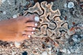Close up of woman foot touching coral reef at tide Royalty Free Stock Photo