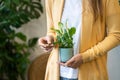 Close up of woman gardener holding houseplant in her hands, touches the green leaf. Love plants, hobby, home gardening