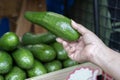 Close up woman hand choosing green hass avocados in the supermarket Royalty Free Stock Photo