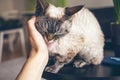 Close up of a woman hand cuddling cute Devon Rex cat. Cat is feeling relaxed, happy and is purring. Love and tenderness mood.