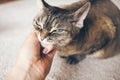 Close-up of a woman hand gently touching Devon Rex feline. Petting your cat releases Oxytocin, the bonding hormone, which can make