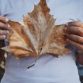 Close up of woman hand holding big yellow autumn maple leaf alone in outdoor leisure activity. Concept of people and nature Royalty Free Stock Photo