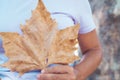 Close up of woman hand holding big yellow autumn maple leaf alone in outdoor leisure activity. Concept of people and nature Royalty Free Stock Photo