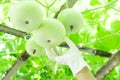 Close up woman hand holding green bottle gourd or calabash gourd on branch, selective focus