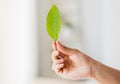 Close up of woman hand holding green leaf Royalty Free Stock Photo